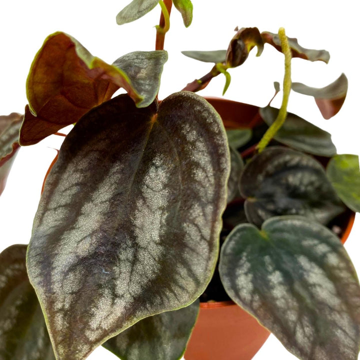 Peperomia Turboensis, 4 inch, Black Metallic Pep