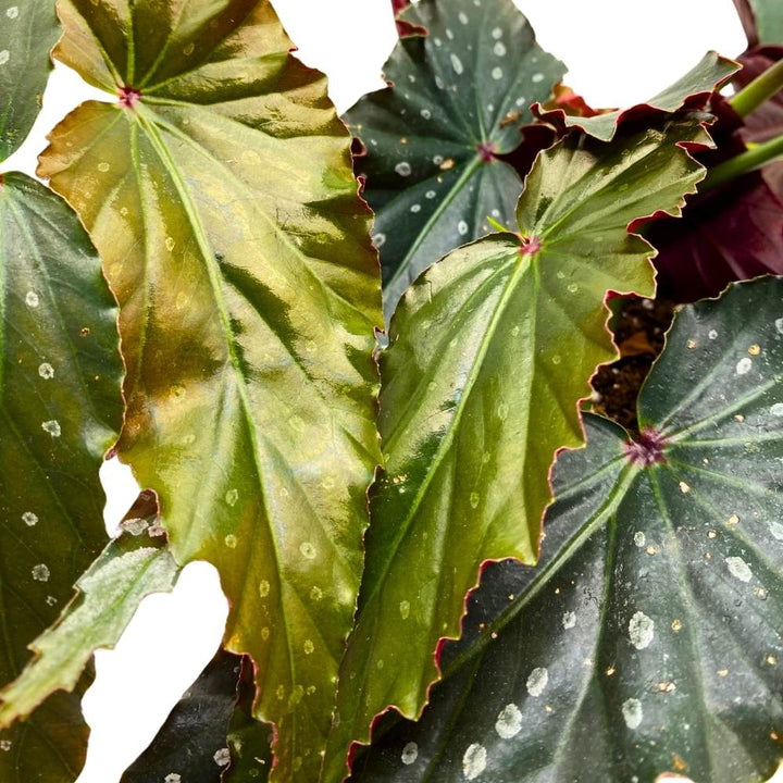 Harmony's Voodoo Angel Wing Hybrid Cane Begonia, 6 inch, Black with Silver Tip Gnarly Leaves