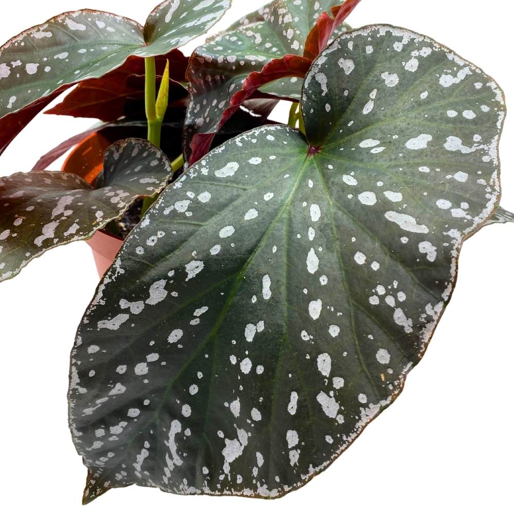 Harmony's Silver Eagle Angel Wing, 6 inch Cane Begonia White Border Albo marginata large leaf