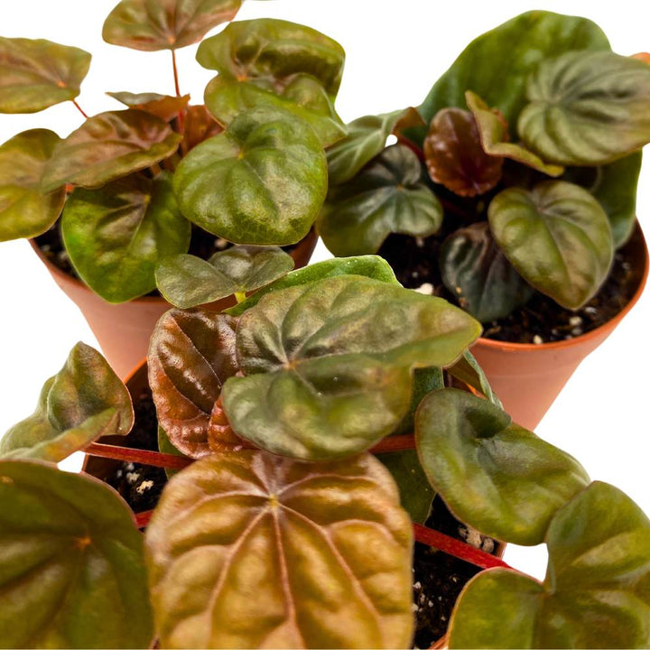 Peperomia Chocolate 2 inch Set of 3 Brown-Red Emerald Ripple Pep Caperata