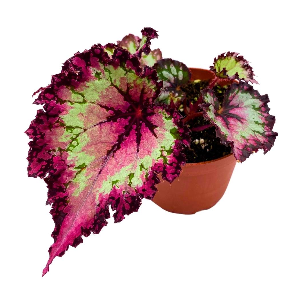 Harmony's Raspberry Beret 4 inch Begonia Rex Pink Center Pink Band and ...