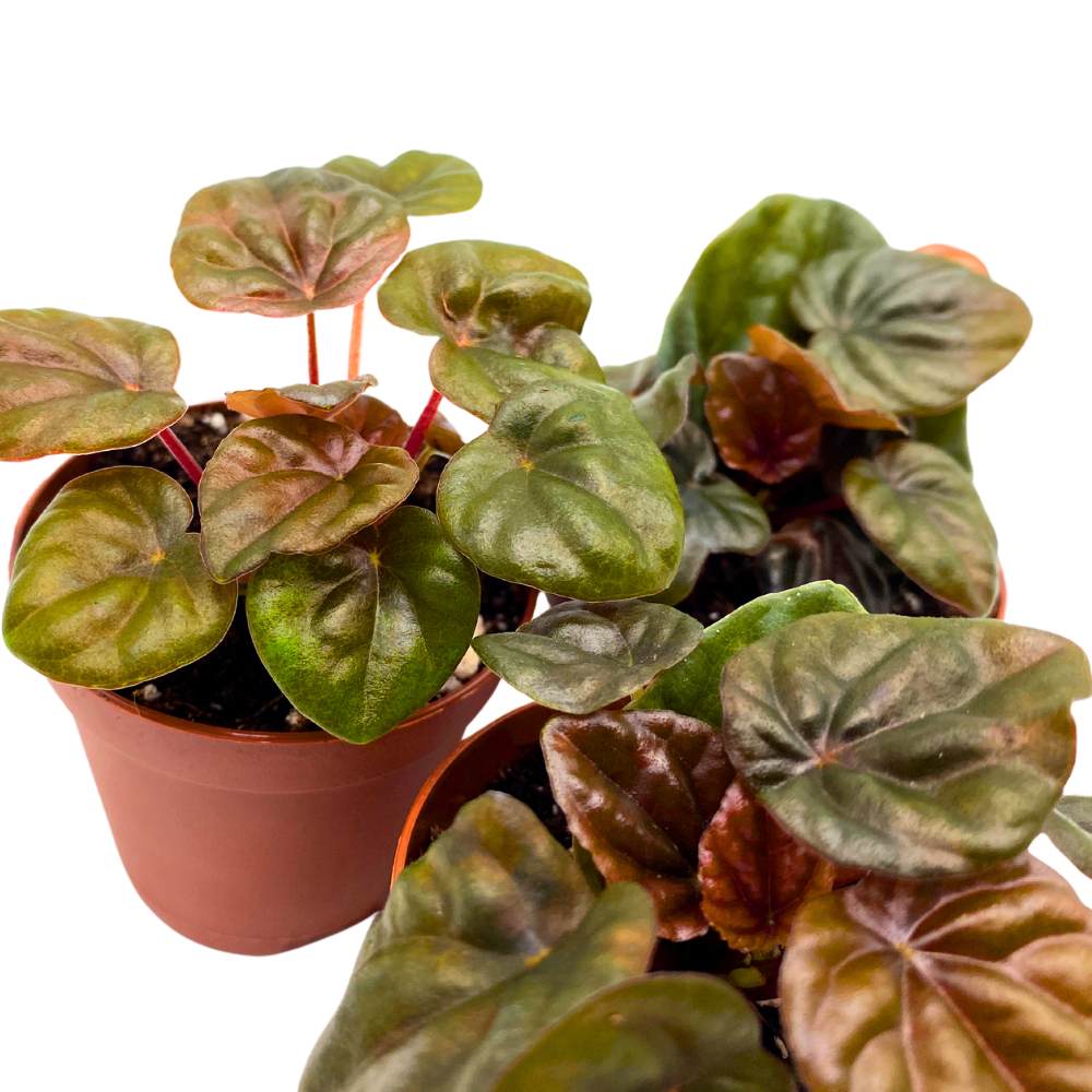 Peperomia Chocolate 2 inch Set of 3 Brown-Red Emerald Ripple Pep Caperata