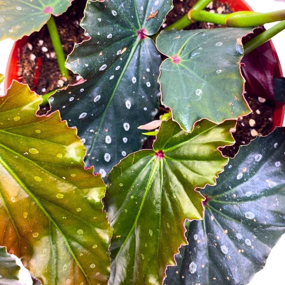 Harmony's Voodoo Angel Wing Hybrid Cane Begonia, 6 inch, Black with Silver Tip Gnarly Leaves