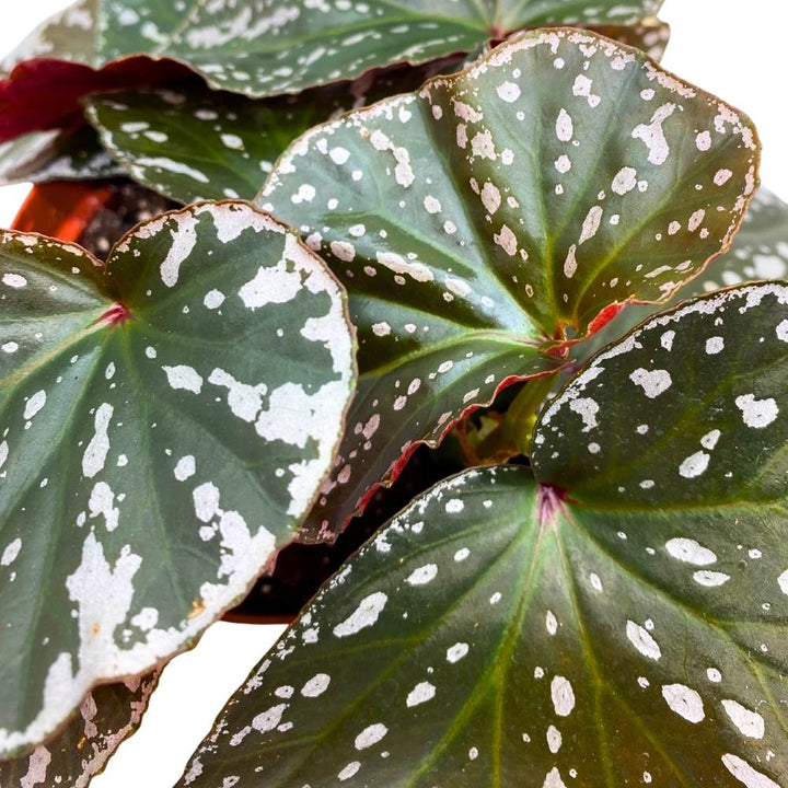 Harmony's Silver Eagle Angel Wing, 6 inch Cane Begonia White Border Albo marginata large leaf