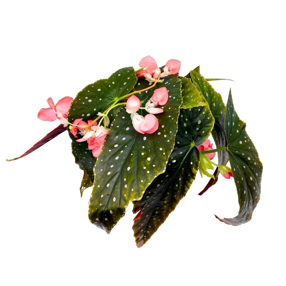 Harmony's Temptress Angel Wing Cane Begonia 6 inch Premium Hybrid