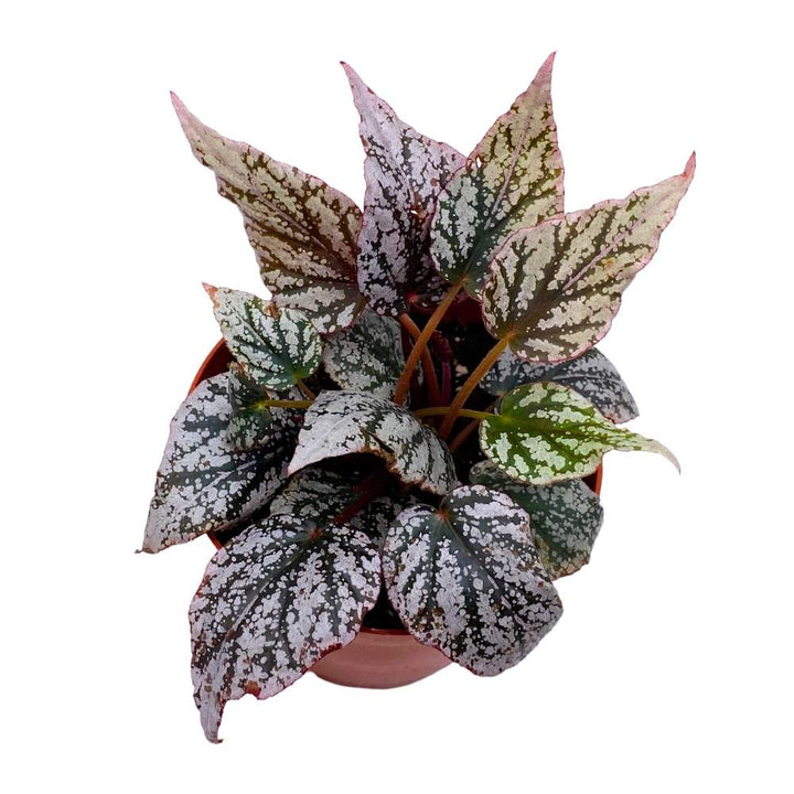 Begonia Rex Jolly Silver Spirit of Maledives, 4 inch Maldives Spirits White Spotted Silver Tip