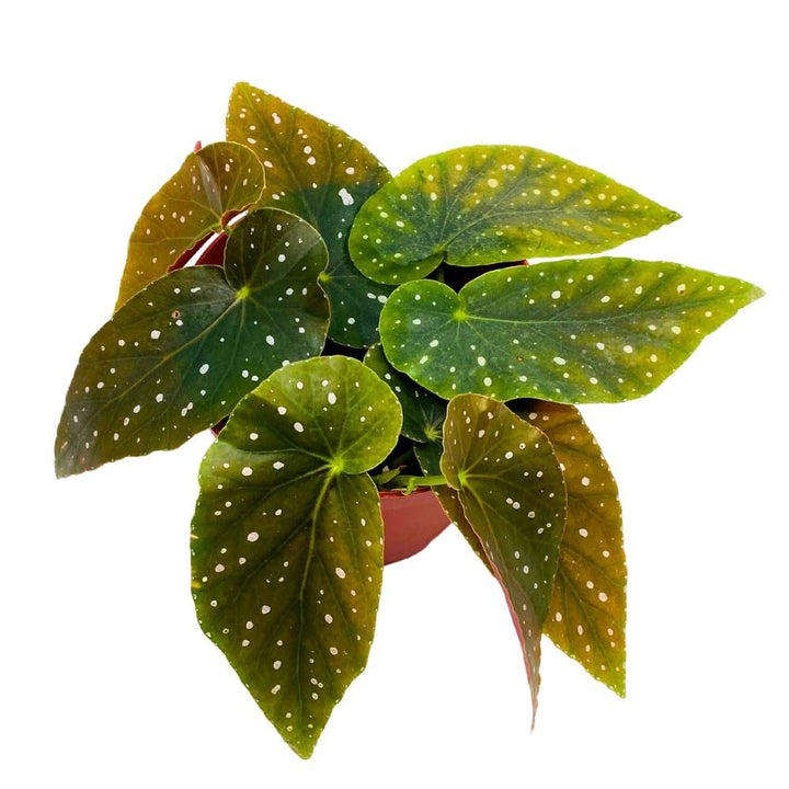 Harmony's Dark Queen Angel Wing, 6 inch Cane Begonia Green Leaf White Polkadots