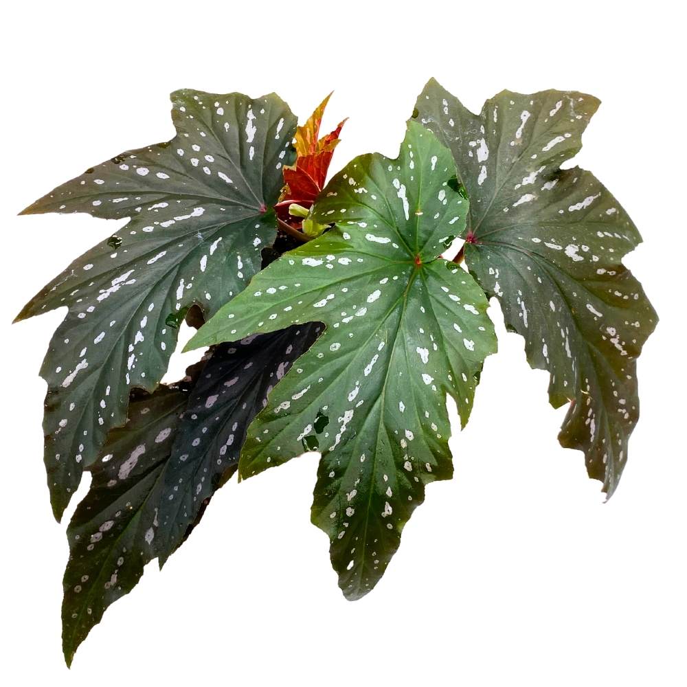 Sophie Cecile Angel Wing, 6 inch Cane Begonia Sophia Fibrous Hybrid