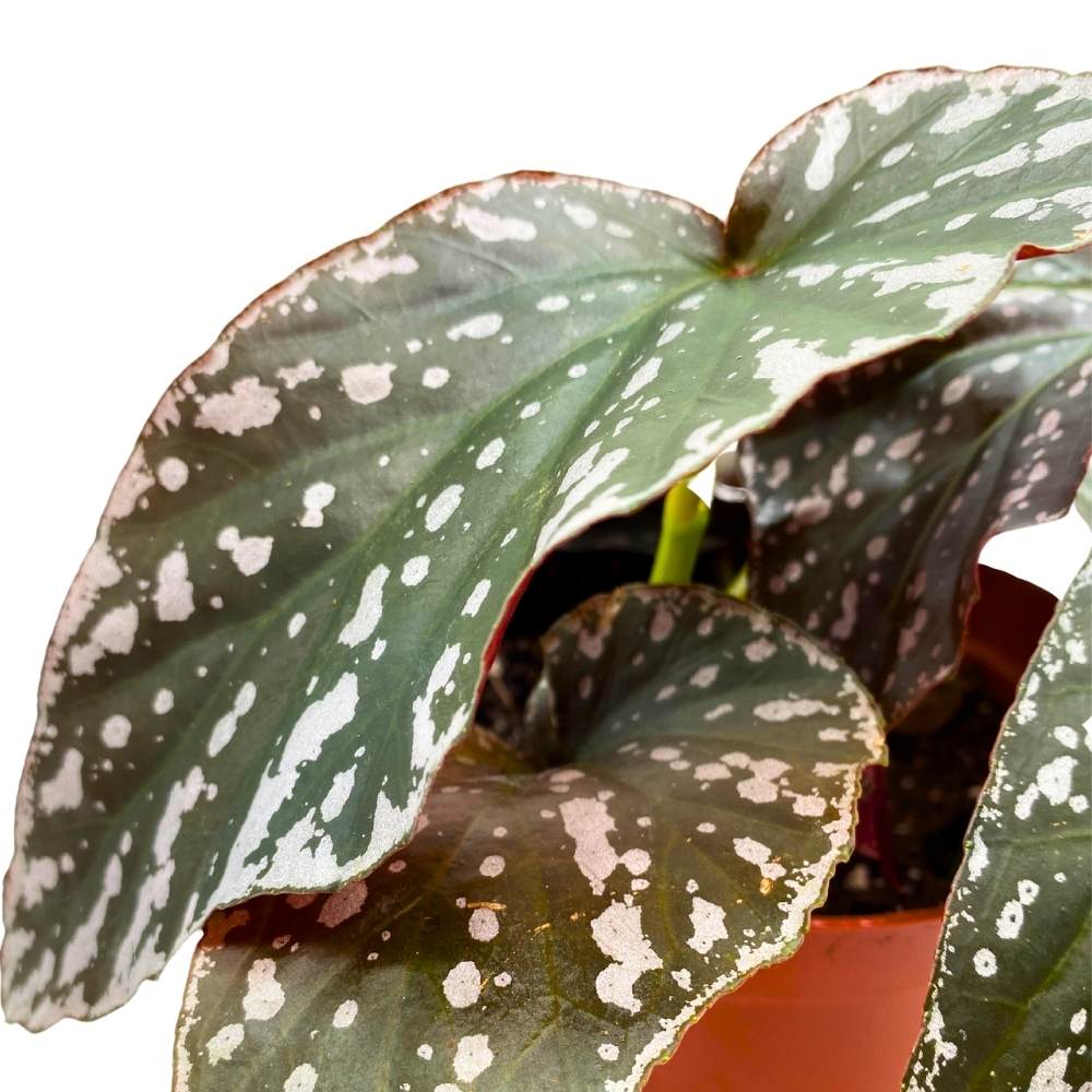 Harmony's Silver Eagle Angel Wing, 6 inch Cane Begonia White Border Albo marginata large leaf