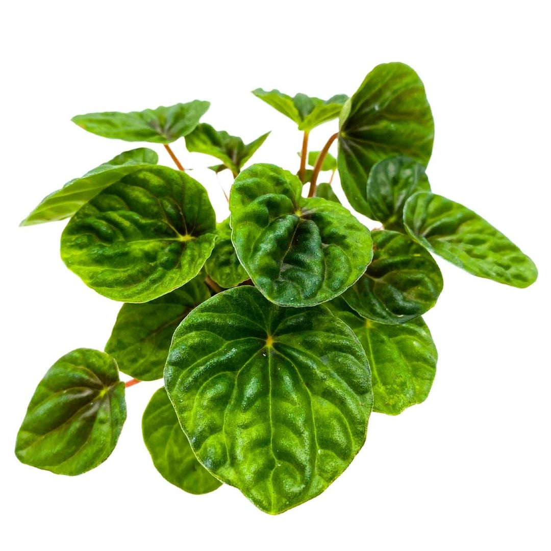 Dark Green Emerald Ripple Peperomia Caperata, 4 inch