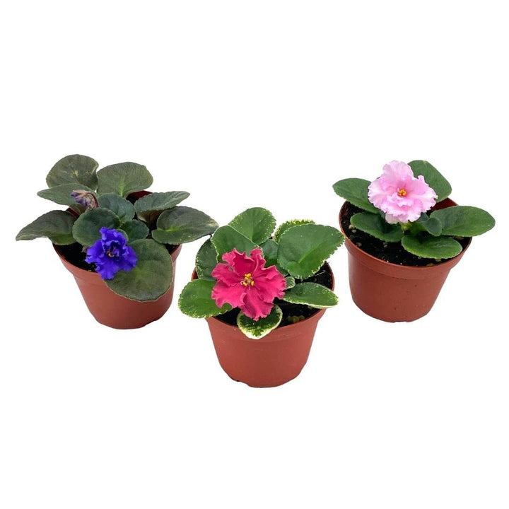 Harmony's African Violet Assortment Set, 4 inch pots 3 Different African Violets Gesneriad Plants, Saintpaulia Variety Assorted, Unique Homegrown Exclusive