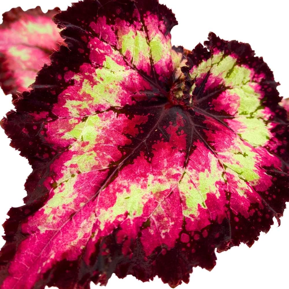 Harmony's Dance of Dragons Begonia Rex, 4 inch Pink Tail with Deep Purple Band