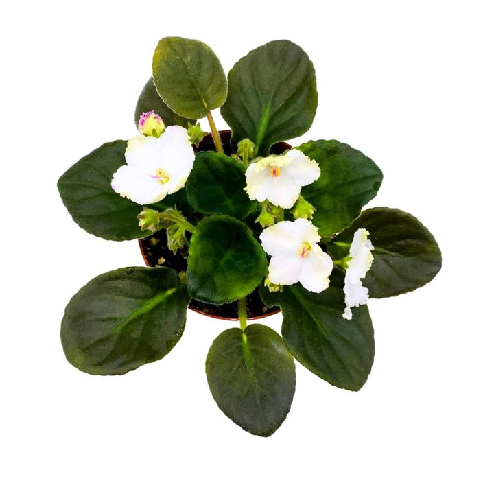 African Violet Heaven's-A-Calling, 4 inch White Flower Saintpaulia Gesneriads
