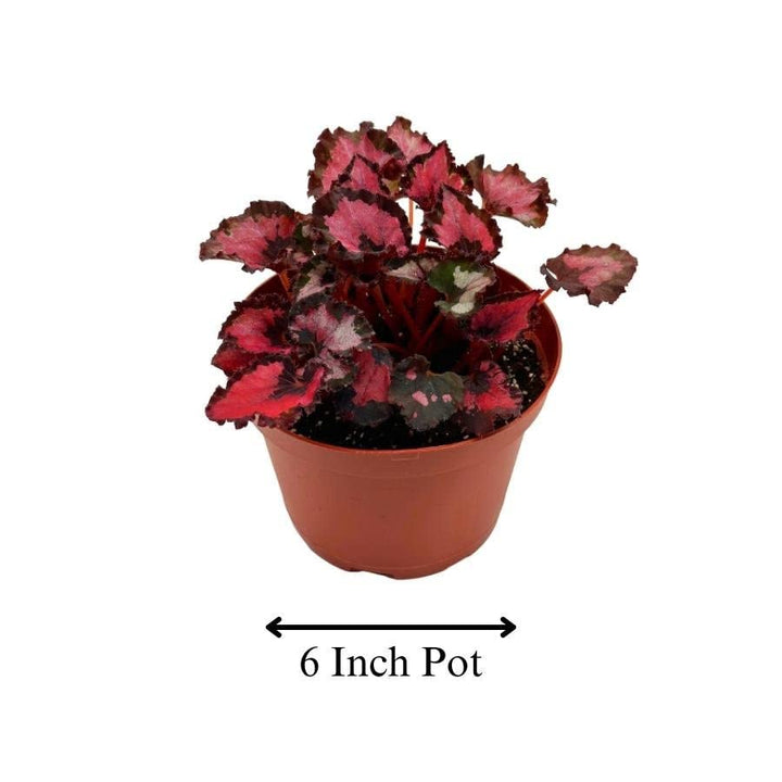 Harmony's Red Robin Begonia, in a 6 inch Pot, Begonia rex