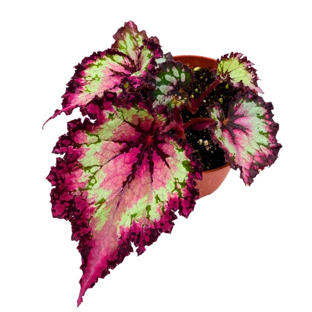 Harmony's Raspberry Beret 4 inch Begonia Rex Pink Center Pink Band and ...