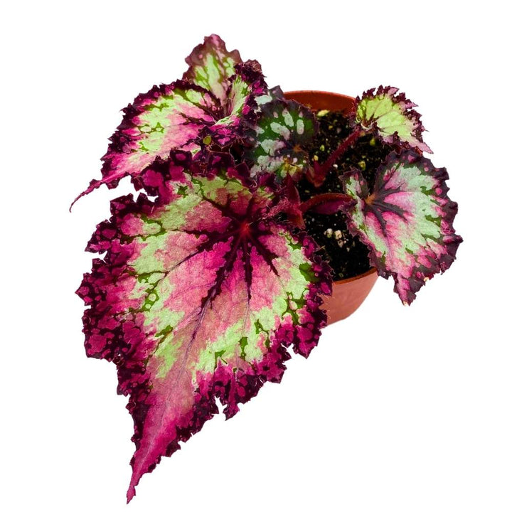 Harmony's Raspberry Beret 4 inch Begonia Rex Pink Center Pink Band and Tail