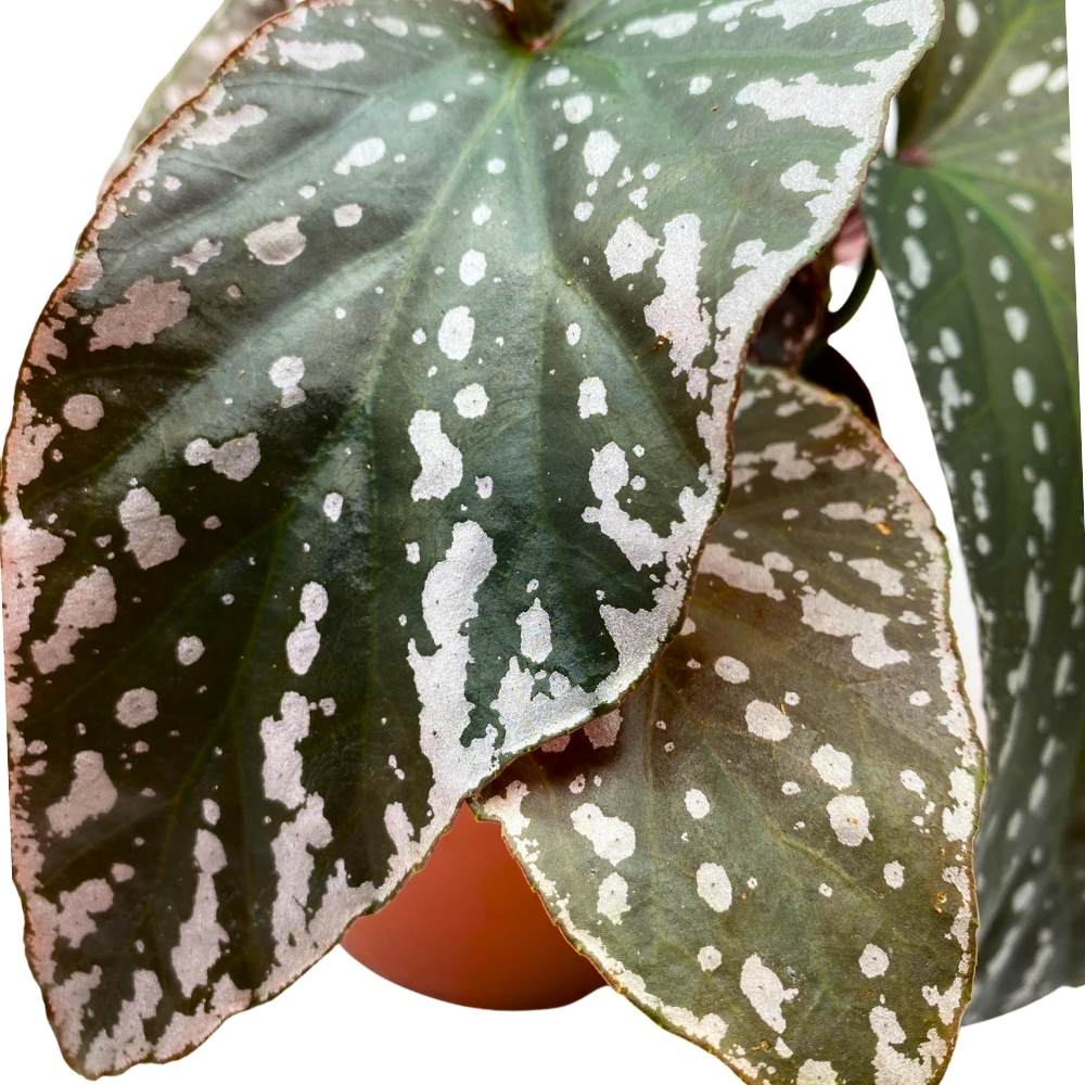 Harmony's Silver Eagle Angel Wing, 6 inch Cane Begonia White Border Albo marginata large leaf