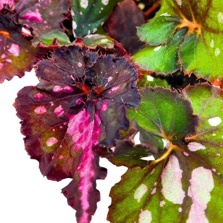 Harmony's Fatal Attraction Begonia Rex 4 inch Dark Pink
