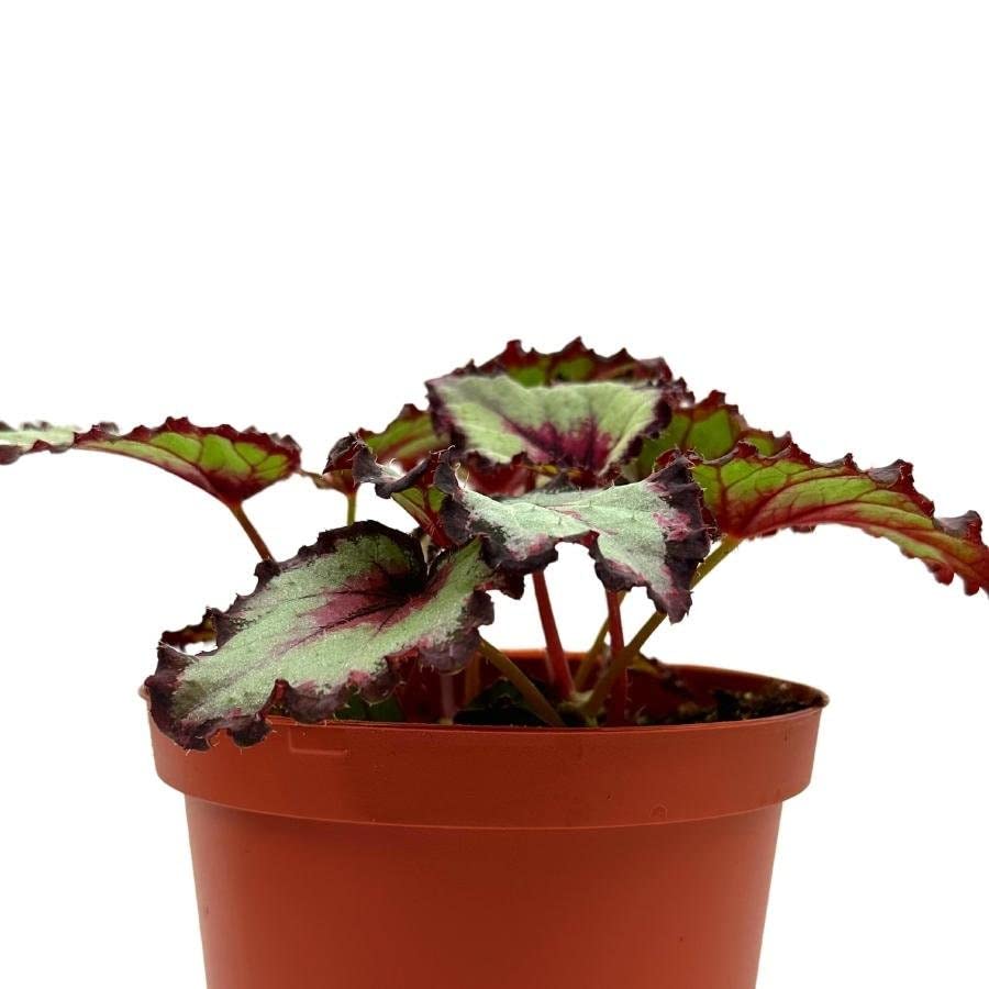 Harmony's Bullseye Begonia, in a 6 inch Pot, Begonia rex