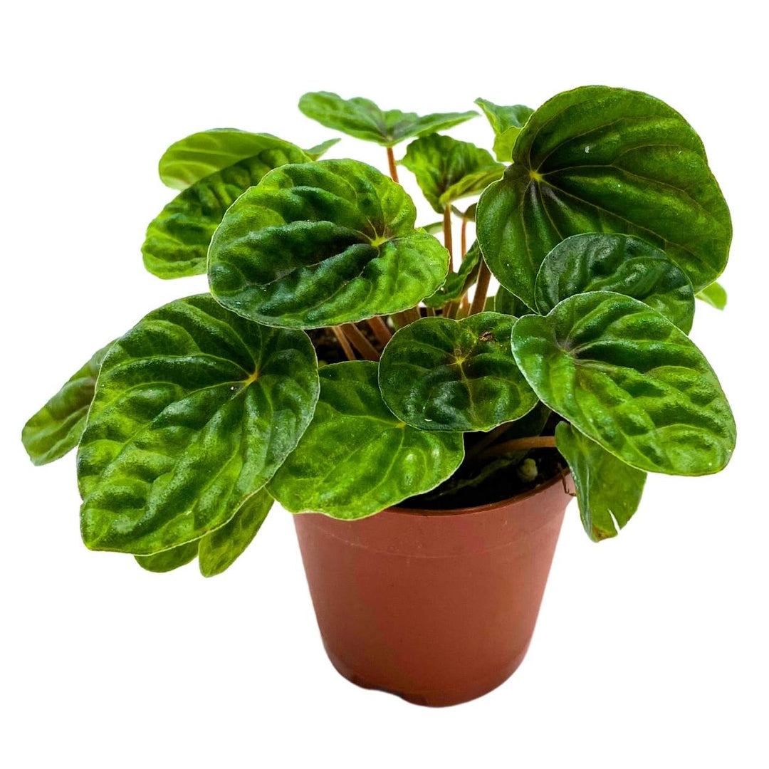 Dark Green Emerald Ripple Peperomia Caperata, 4 inch