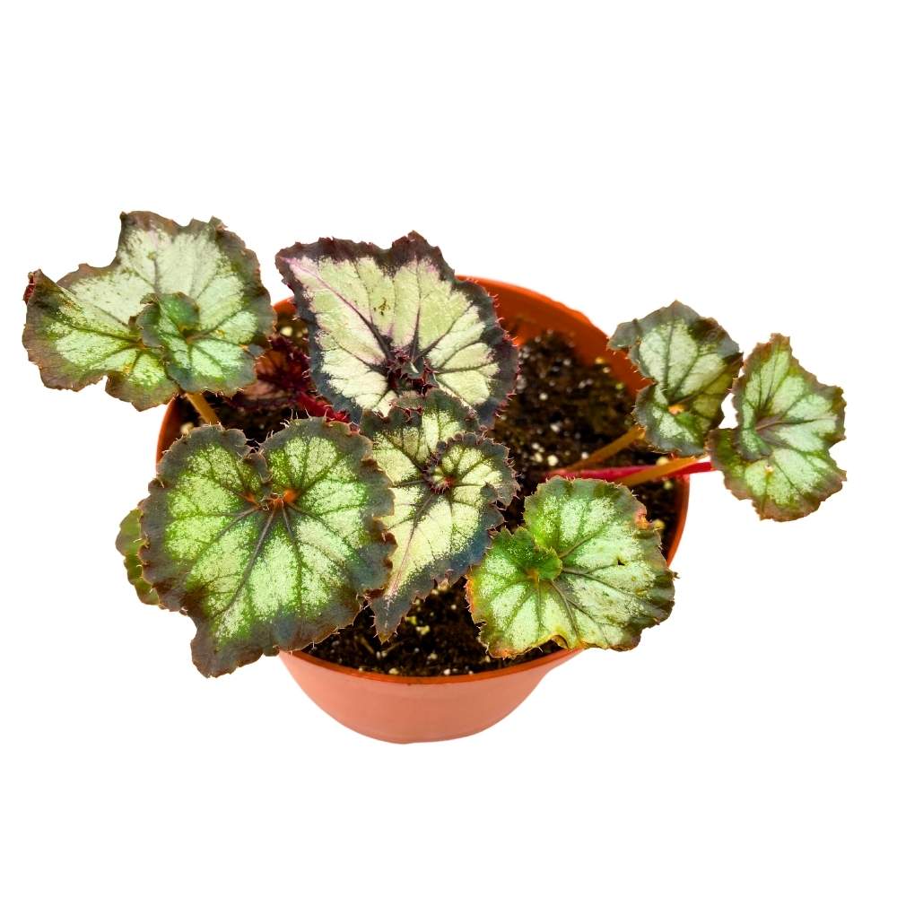 52_3078fc61-adbe-4342-a010-