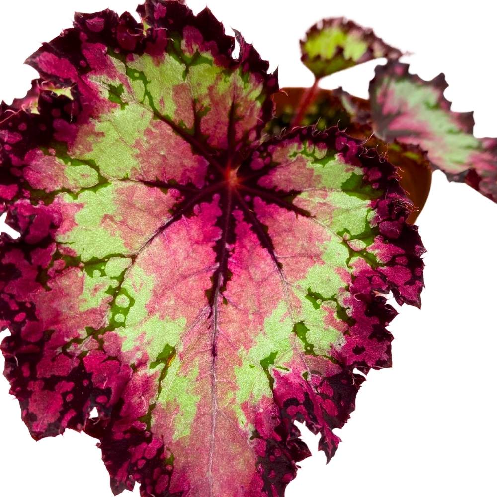 Harmony's Raspberry Beret 4 inch Begonia Rex Pink Center Pink Band and ...