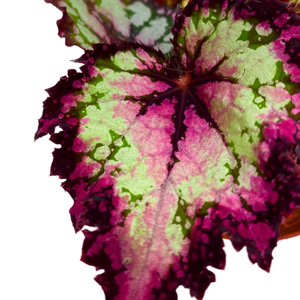 Harmony's Raspberry Beret 4 inch Begonia Rex Pink Center Pink Band and ...