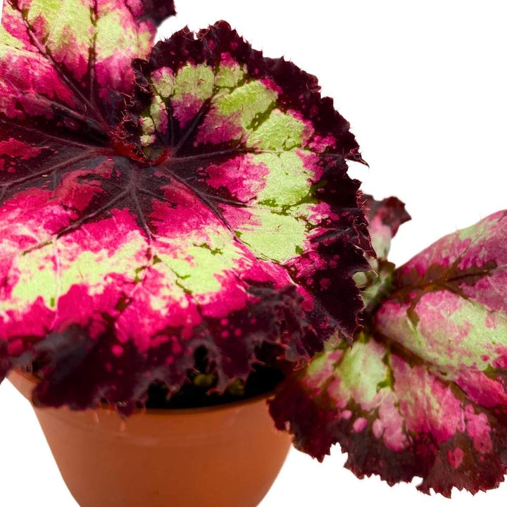 Harmony's Dance of Dragons Begonia Rex, 4 inch Pink Tail with Deep Purple Band