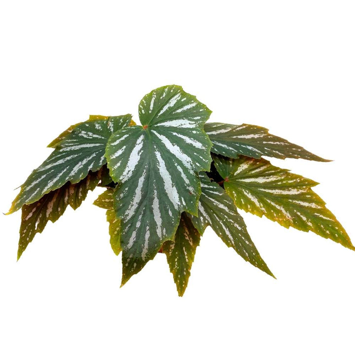 Lana Angel Wing, 6 inch Cane Begonia Green White Streaks