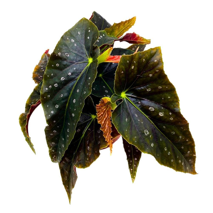 Harmony's Dark Shadow Angel Wing Hybrid Cane Begonia, 6 inch, Black with Feint Polkadots