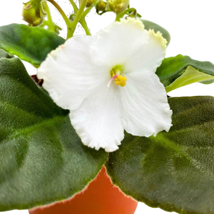 African Violet Heaven's-A-Calling, 4 inch White Flower Saintpaulia Gesneriads