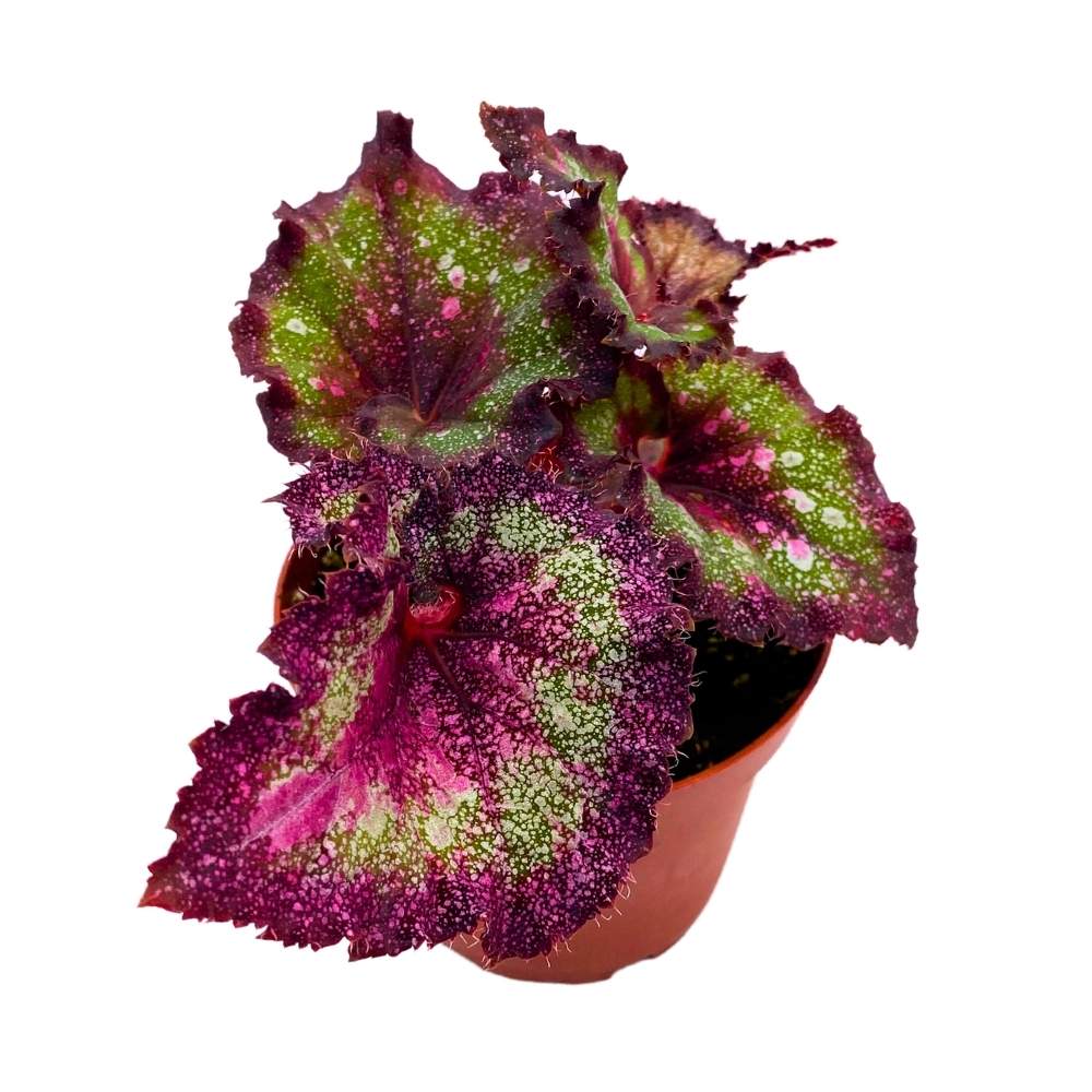 Harmony's Love Potion Begonia Rex, 4 inch Super Splashy Pink Green Purple