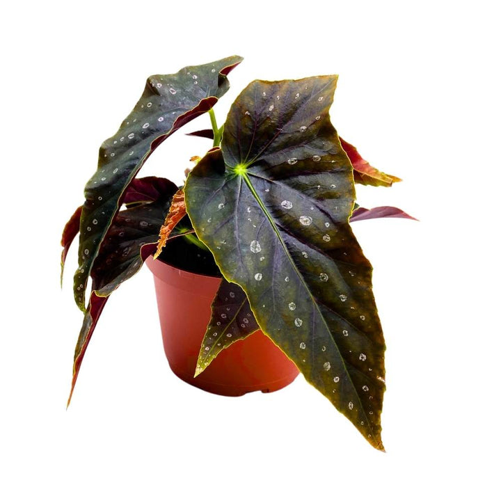 Harmony's Dark Shadow Angel Wing Hybrid Cane Begonia, 6 inch, Black with Feint Polkadots