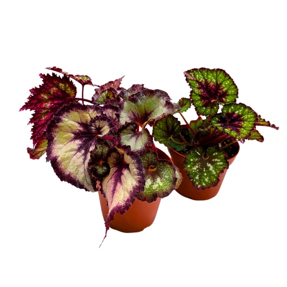 Harmony's Purple and Green Begonia Assortment 4 inch Set of 3 Harmony Hybrids Splashy Colors