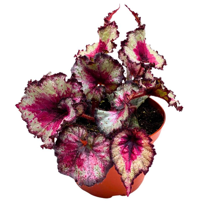 Harmony's Taste of Poison Begonia Rex, 6 inch Pink Center Purple Band Spiral Leaf
