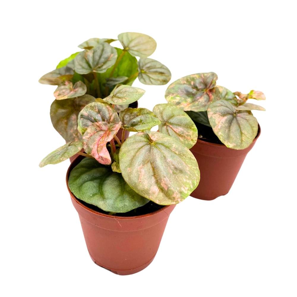 Peperomia Pink Lady, 2 inch Set of 3, Marble Variegated Rare Ripple Pep Caperata