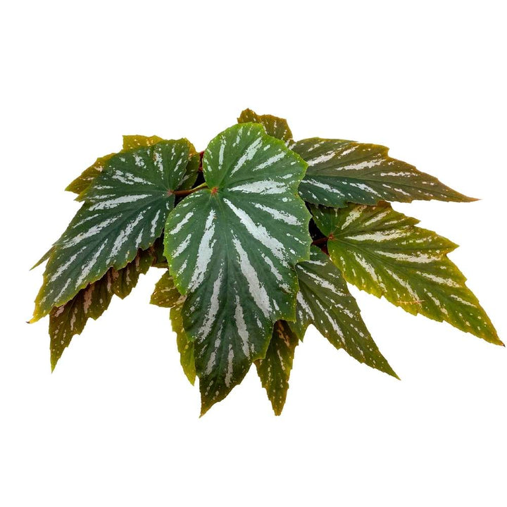 Lana Angel Wing, 6 inch Cane Begonia Green White Streaks