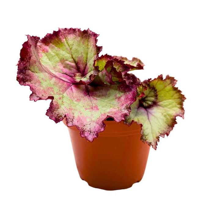 Harmony's Pink Dreams Begonia Rex 4 inch Swirly Link Pink Spiral