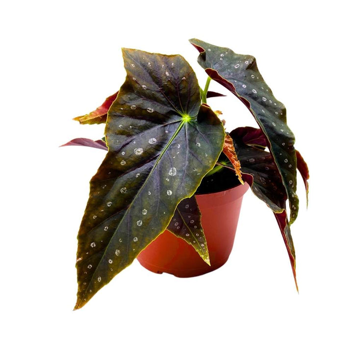 Harmony's Dark Shadow Angel Wing Hybrid Cane Begonia, 6 inch, Black with Feint Polkadots