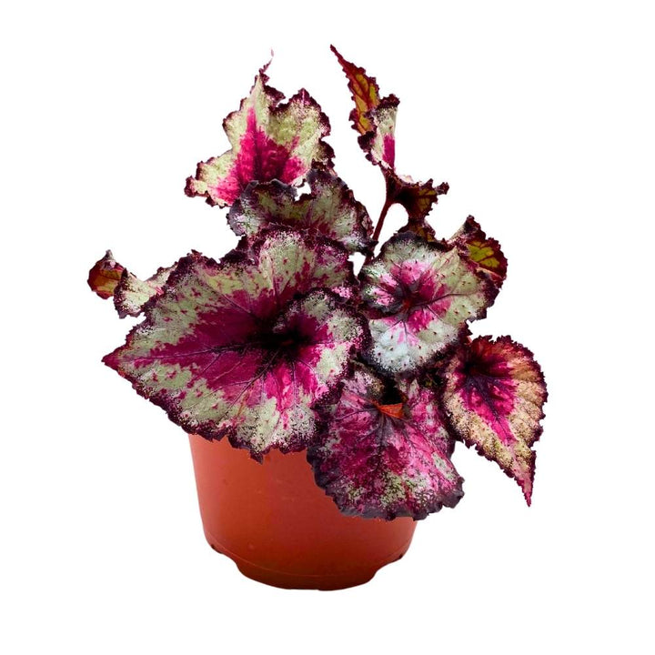 Harmony's Taste of Poison Begonia Rex, 6 inch Pink Center Purple Band Spiral Leaf