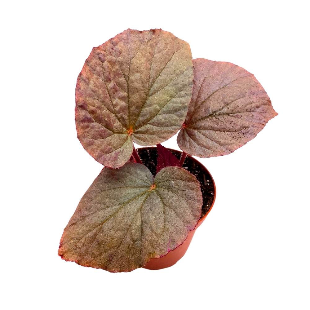 Begonia U508 Rhizomatous, 4 inch, Large Leaf Rhizo Gray Burgundy Light Pink