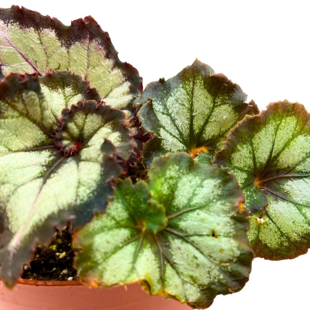 Harmony's Double Vision Begonia Rex 6 inch White and Gray  Spiral