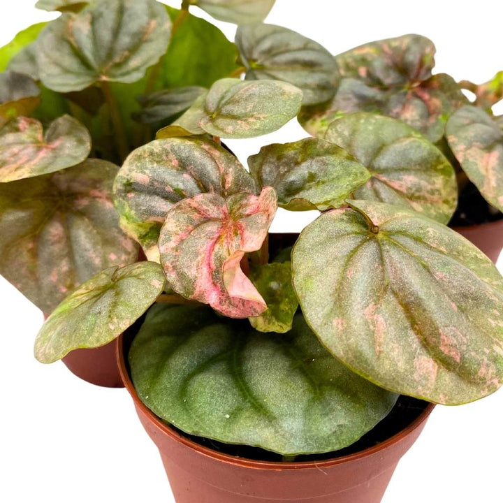 Peperomia Pink Lady, 2 inch Set of 3, Marble Variegated Rare Ripple Pep Caperata