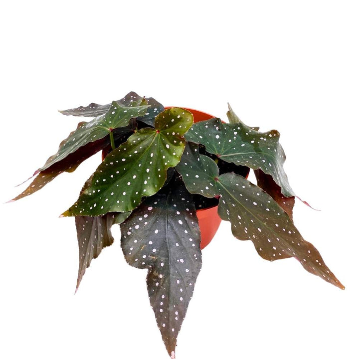 Harmony's Fallen Angel Angel Wing, 6 inch Cane Begonia Curly White Polkadots