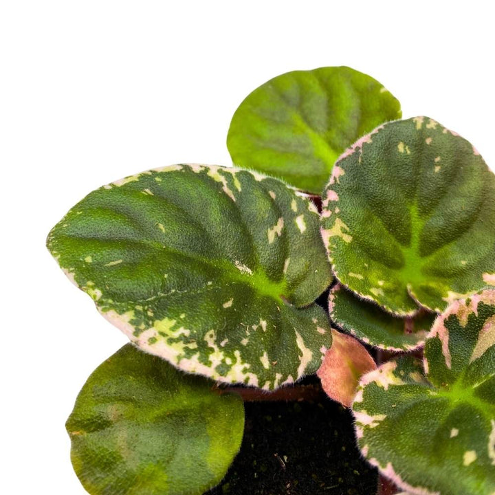 Variegated African Violet Lyon's Private Dancer, 4 inch, Purple Flower Saintpaulia Gesneriads