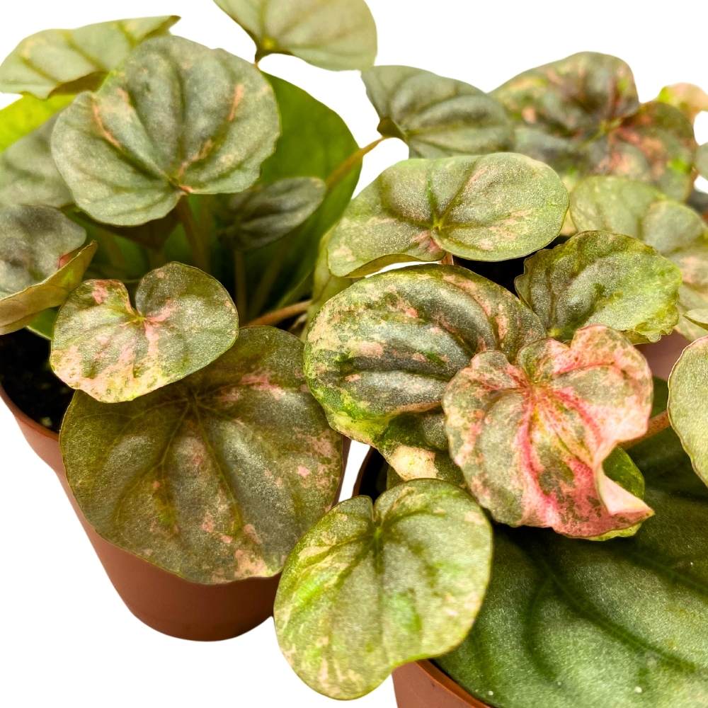 Peperomia Pink Lady, 2 inch Set of 3, Marble Variegated Rare Ripple Pep Caperata