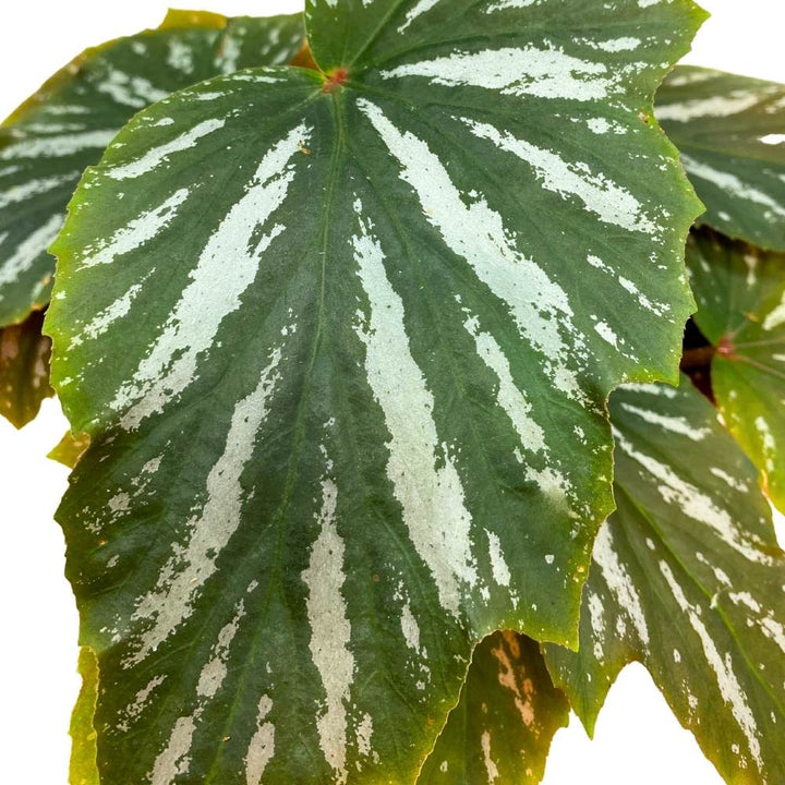 Lana Angel Wing, 6 inch Cane Begonia Green White Streaks