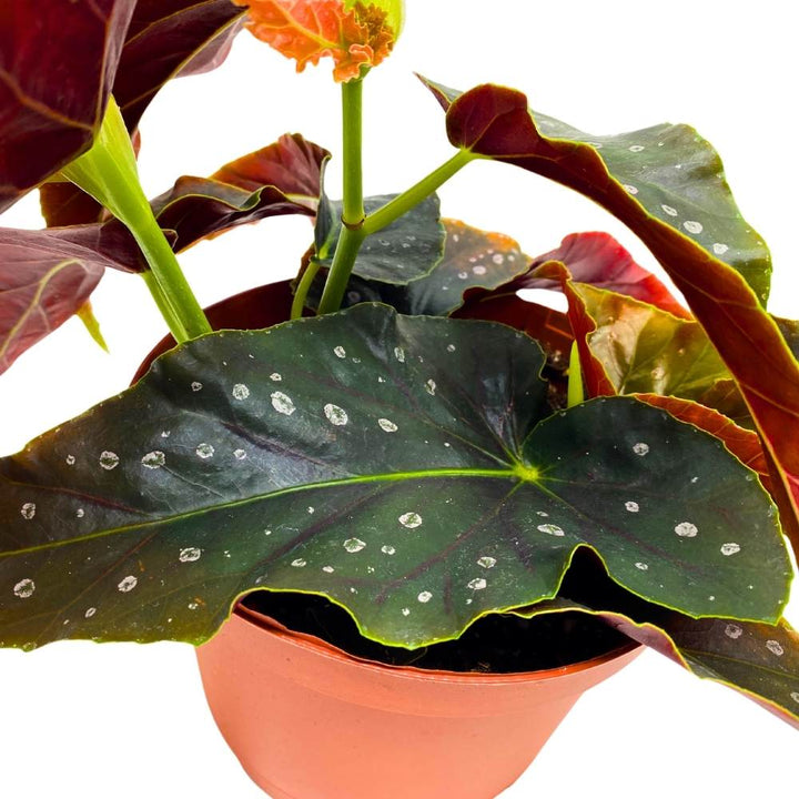 Harmony's Dark Shadow Angel Wing Hybrid Cane Begonia, 6 inch, Black with Feint Polkadots