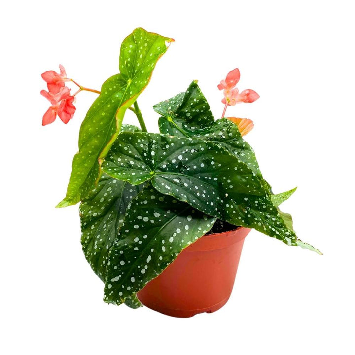 Harmony's Tinker Bell Angel Wing Hybrid Cane Begonia, 6 inch, Green with White Dots Pink Flower