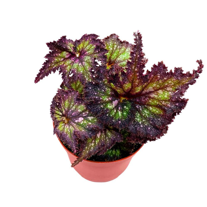 Harmony's Star Dragon Begonia Rex, 6 inch Purple with green spotty, jagged leaf